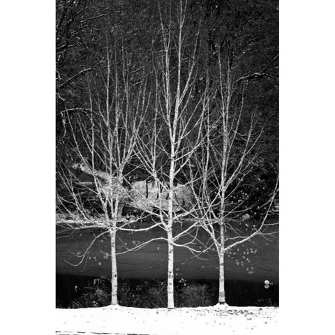 Central Park Three Amigos Winter Black Modern Wood Framed Art Print with Double Matting by Grey, Jace