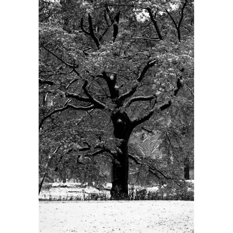 Central Park Solitary Friend White Modern Wood Framed Art Print by Grey, Jace