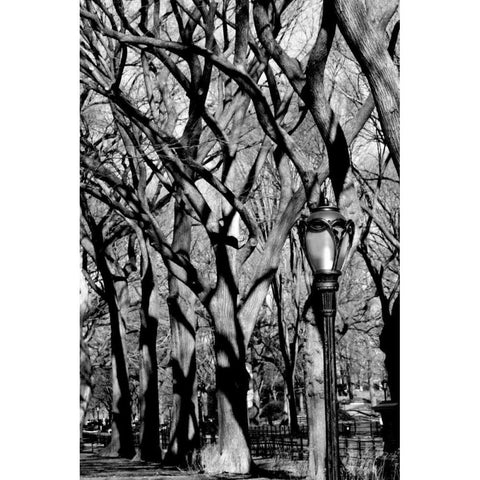 Central Park Forest White Modern Wood Framed Art Print by Grey, Jace