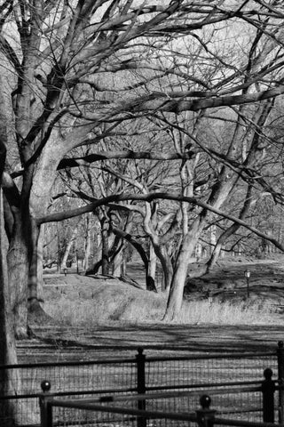 Central Park Image 1745 Black Ornate Wood Framed Art Print with Double Matting by Grey, Jace