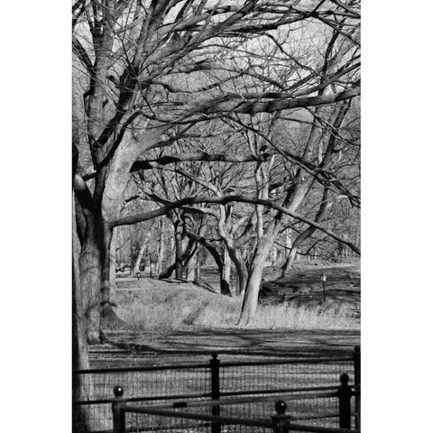 Central Park Image 1745 White Modern Wood Framed Art Print by Grey, Jace