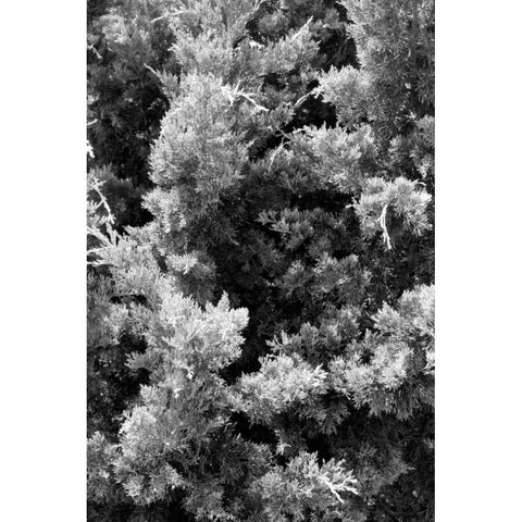 Beach Foliage 3 Black Modern Wood Framed Art Print by Grey, Jace