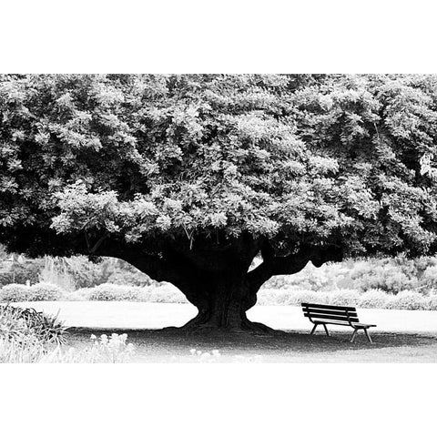 LA Arboretum White Modern Wood Framed Art Print by Grey, Jace