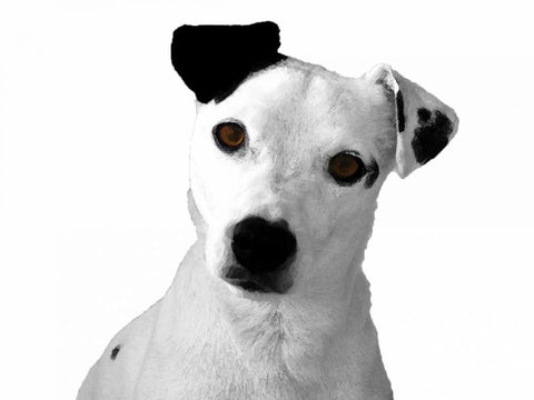 Jack Russell Buddy 2 White Modern Wood Framed Art Print with Double Matting by Grey, Jace