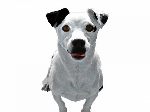 Jack Russell Buddy 3 White Modern Wood Framed Art Print with Double Matting by Grey, Jace