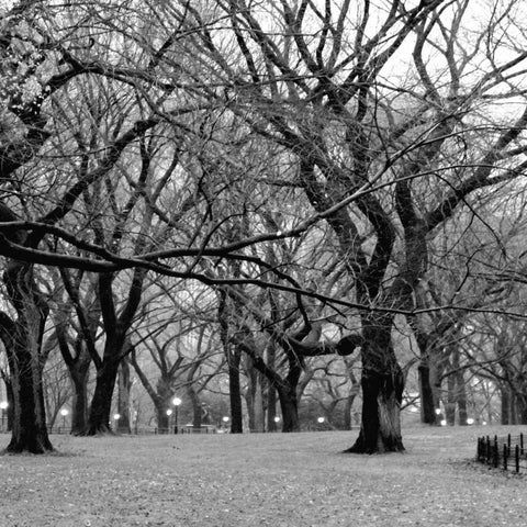 Central Park 2B White Modern Wood Framed Art Print by Grey, Jace