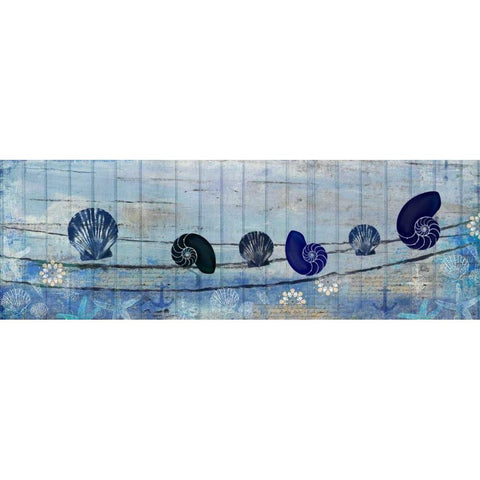Coastal Shells Black Modern Wood Framed Art Print with Double Matting by Allen, Kimberly