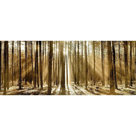 Morning through the Trees White Modern Wood Framed Art Print by Kimberly, Allen