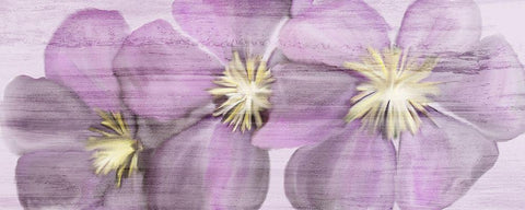 Violet Clematis Black Ornate Wood Framed Art Print with Double Matting by Kimberly, Allen