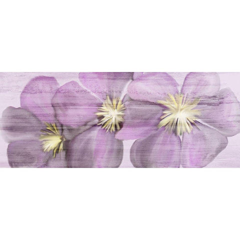 Violet Clematis White Modern Wood Framed Art Print by Kimberly, Allen