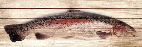 Trout 1 White Modern Wood Framed Art Print with Double Matting by Allen, Kimberly