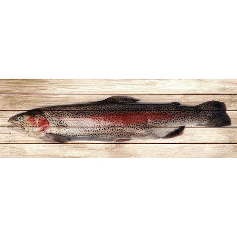 Trout 2 White Modern Wood Framed Art Print by Allen, Kimberly