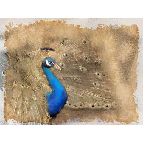 Antique Peackock 2 Black Modern Wood Framed Art Print with Double Matting by Allen, Kimberly
