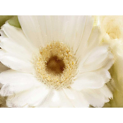 In Bloom Black Modern Wood Framed Art Print with Double Matting by Allen, Kimberly