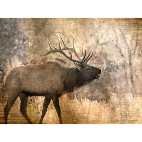 Morning Walk Black Modern Wood Framed Art Print by Allen, Kimberly