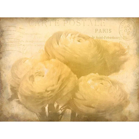 Ranunkeln Blooms Black Modern Wood Framed Art Print by Allen, Kimberly