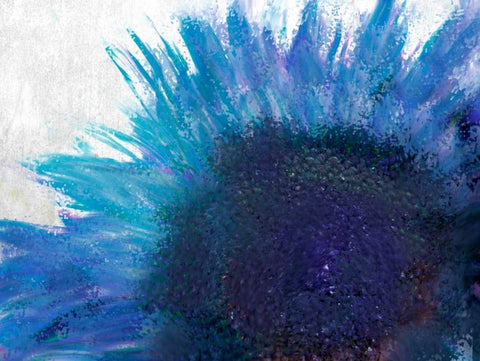 Blooming Sunflower White Modern Wood Framed Art Print with Double Matting by Allen, Kimberly