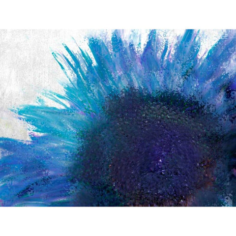 Blooming Sunflower White Modern Wood Framed Art Print by Allen, Kimberly