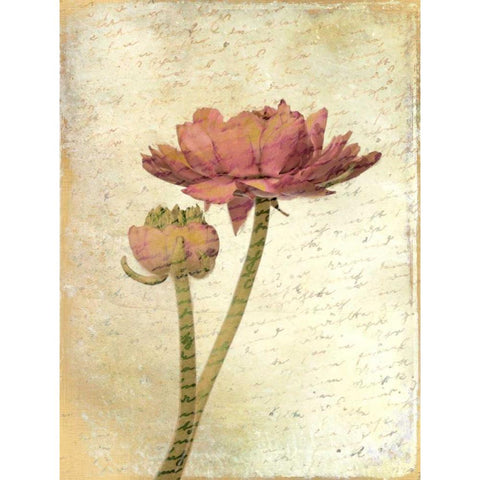 Ranunculus Bloom 1 Gold Ornate Wood Framed Art Print with Double Matting by Allen, Kimberly