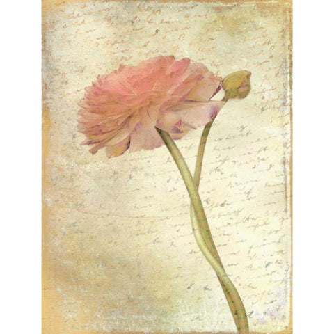 Ranunculus Bloom 2 Gold Ornate Wood Framed Art Print with Double Matting by Allen, Kimberly