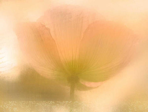 Golden Poppy Black Ornate Wood Framed Art Print with Double Matting by Allen, Kimberly
