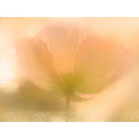 Golden Poppy Black Modern Wood Framed Art Print by Allen, Kimberly