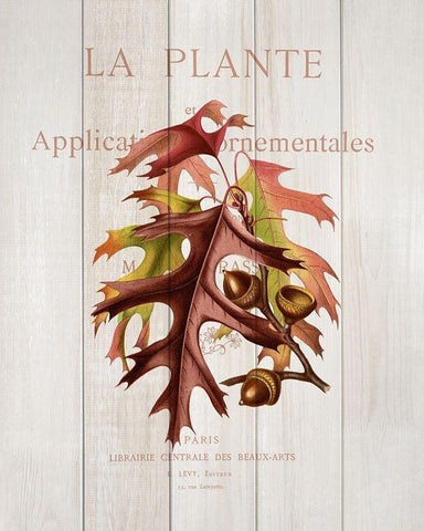 Fall Botanical 2 White Modern Wood Framed Art Print with Double Matting by Kimberly, Allen