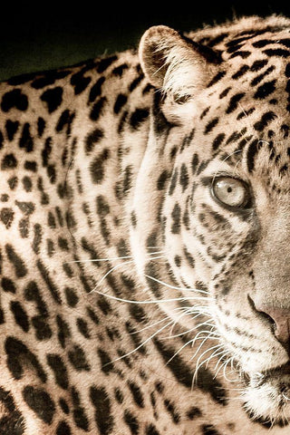 Leo A Black Ornate Wood Framed Art Print with Double Matting by Kimberly, Allen