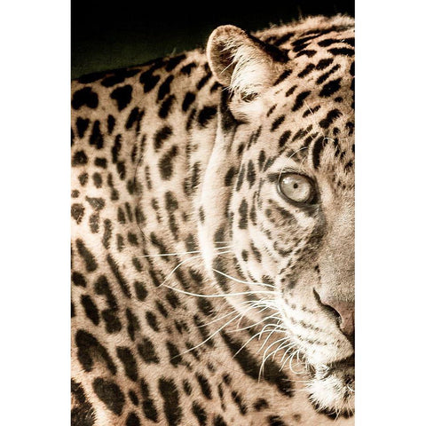 Leo A Black Modern Wood Framed Art Print with Double Matting by Kimberly, Allen