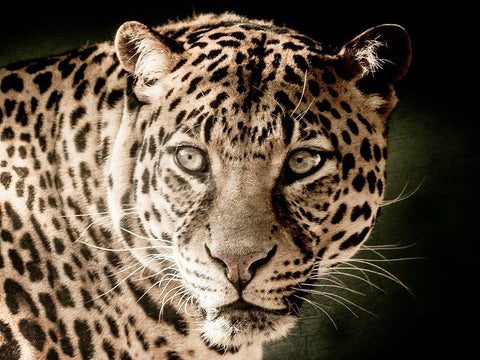 Leo Black Ornate Wood Framed Art Print with Double Matting by Kimberly, Allen