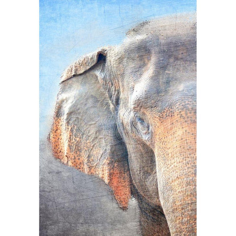 African Elephant A Gold Ornate Wood Framed Art Print with Double Matting by Kimberly, Allen