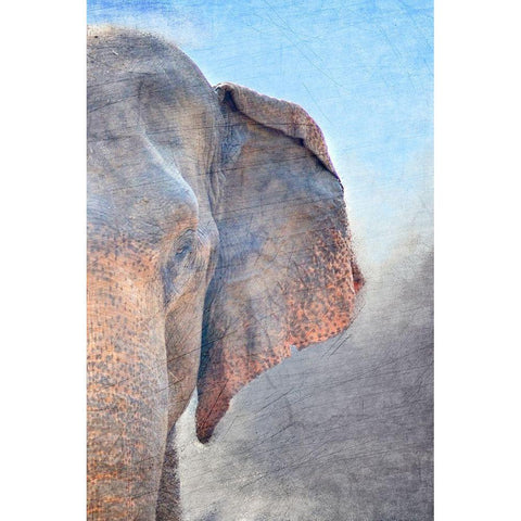 African Elephant B Gold Ornate Wood Framed Art Print with Double Matting by Kimberly, Allen