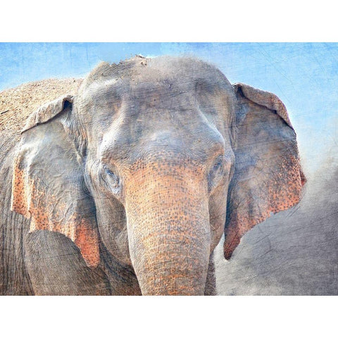 African Elephant Gold Ornate Wood Framed Art Print with Double Matting by Kimberly, Allen