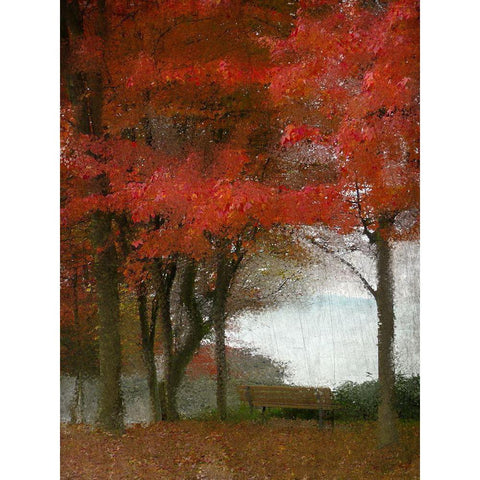 Maple Tree Walk Black Modern Wood Framed Art Print with Double Matting by Kimberly, Allen