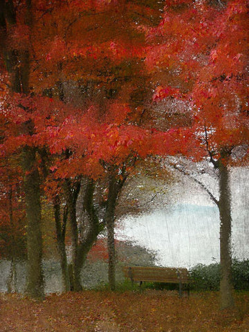 Maple Tree Walk Black Ornate Wood Framed Art Print with Double Matting by Kimberly, Allen