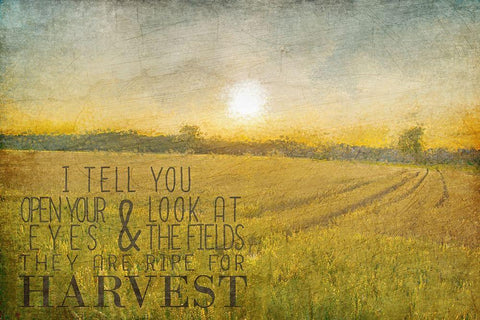 Already to Harvest White Modern Wood Framed Art Print with Double Matting by Kimberly, Allen