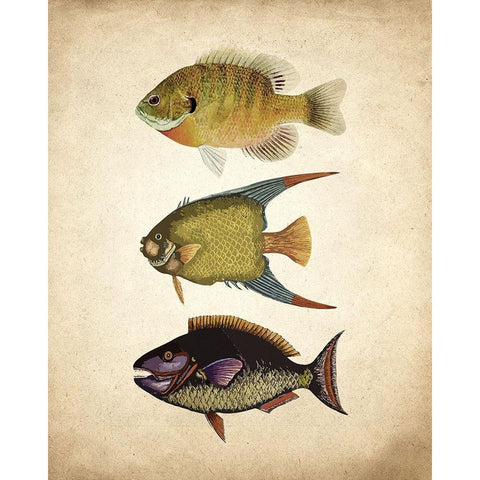 Fish A Black Modern Wood Framed Art Print with Double Matting by Kimberly, Allen