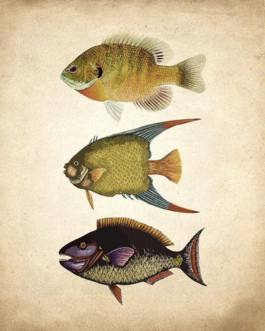 Fish A White Modern Wood Framed Art Print with Double Matting by Kimberly, Allen