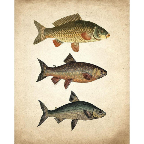 Fish B Black Modern Wood Framed Art Print with Double Matting by Kimberly, Allen