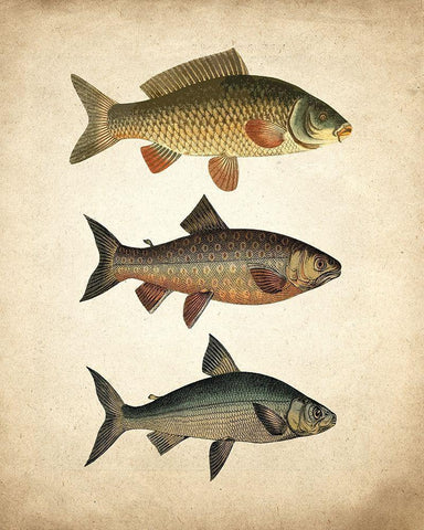 Fish B White Modern Wood Framed Art Print with Double Matting by Kimberly, Allen