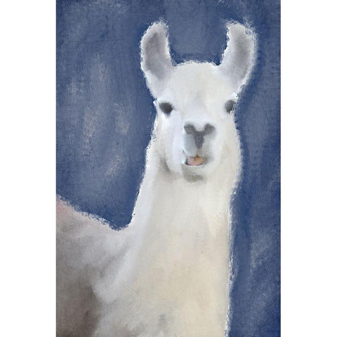 Llama on Navy Black Modern Wood Framed Art Print with Double Matting by Kimberly, Allen