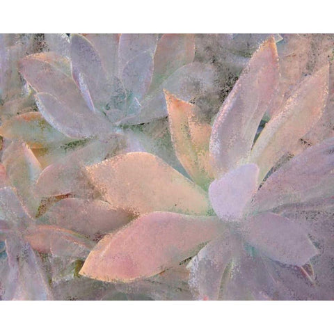 Succulents White Modern Wood Framed Art Print by Allen, Kimberly