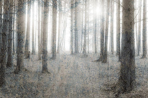 Forest Dream White Modern Wood Framed Art Print with Double Matting by Kimberly, Allen