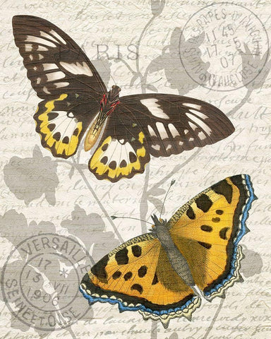 Butterfly Travel 1 White Modern Wood Framed Art Print with Double Matting by Kimberly, Allen