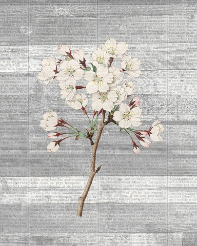 Cherry Blossom 1 Black Ornate Wood Framed Art Print with Double Matting by Kimberly, Allen
