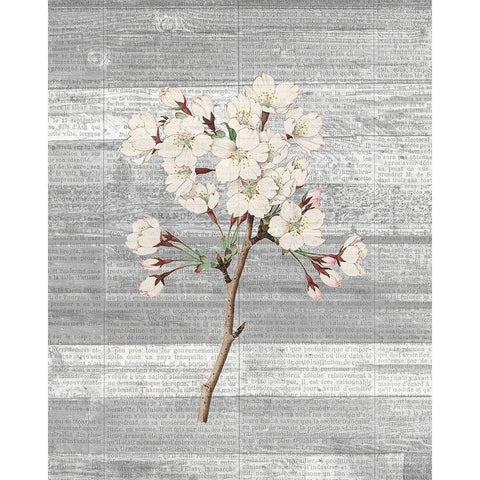 Cherry Blossom 1 Black Modern Wood Framed Art Print by Kimberly, Allen