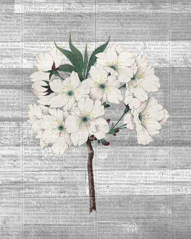 Cherry Blossom 2 White Modern Wood Framed Art Print with Double Matting by Kimberly, Allen