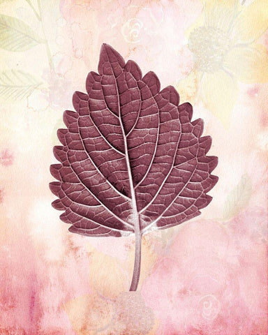 Burgundy Leaf 1 White Modern Wood Framed Art Print with Double Matting by Kimberly, Allen