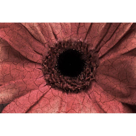 Bloom Center Black Modern Wood Framed Art Print by Kimberly, Allen