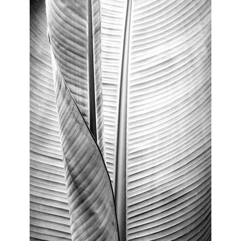 Metal BW Plant 1 Black Modern Wood Framed Art Print with Double Matting by Allen, Kimberly